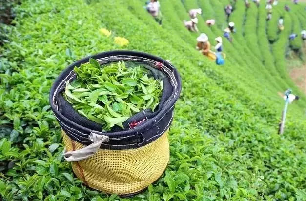 峨眉山茶轉(zhuǎn)型升級 打造全國茶產(chǎn)業(yè)樣板區(qū)